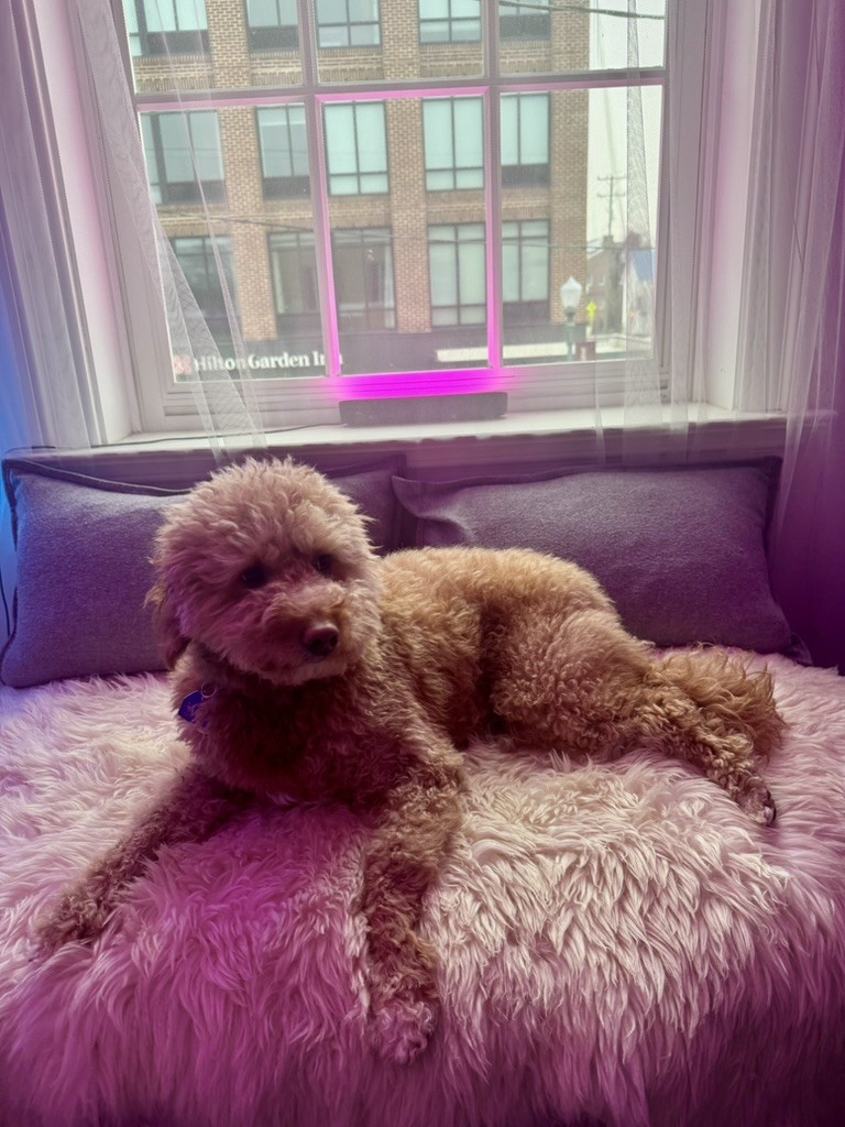 Skippy, The Hive's Chief Comfort Officer