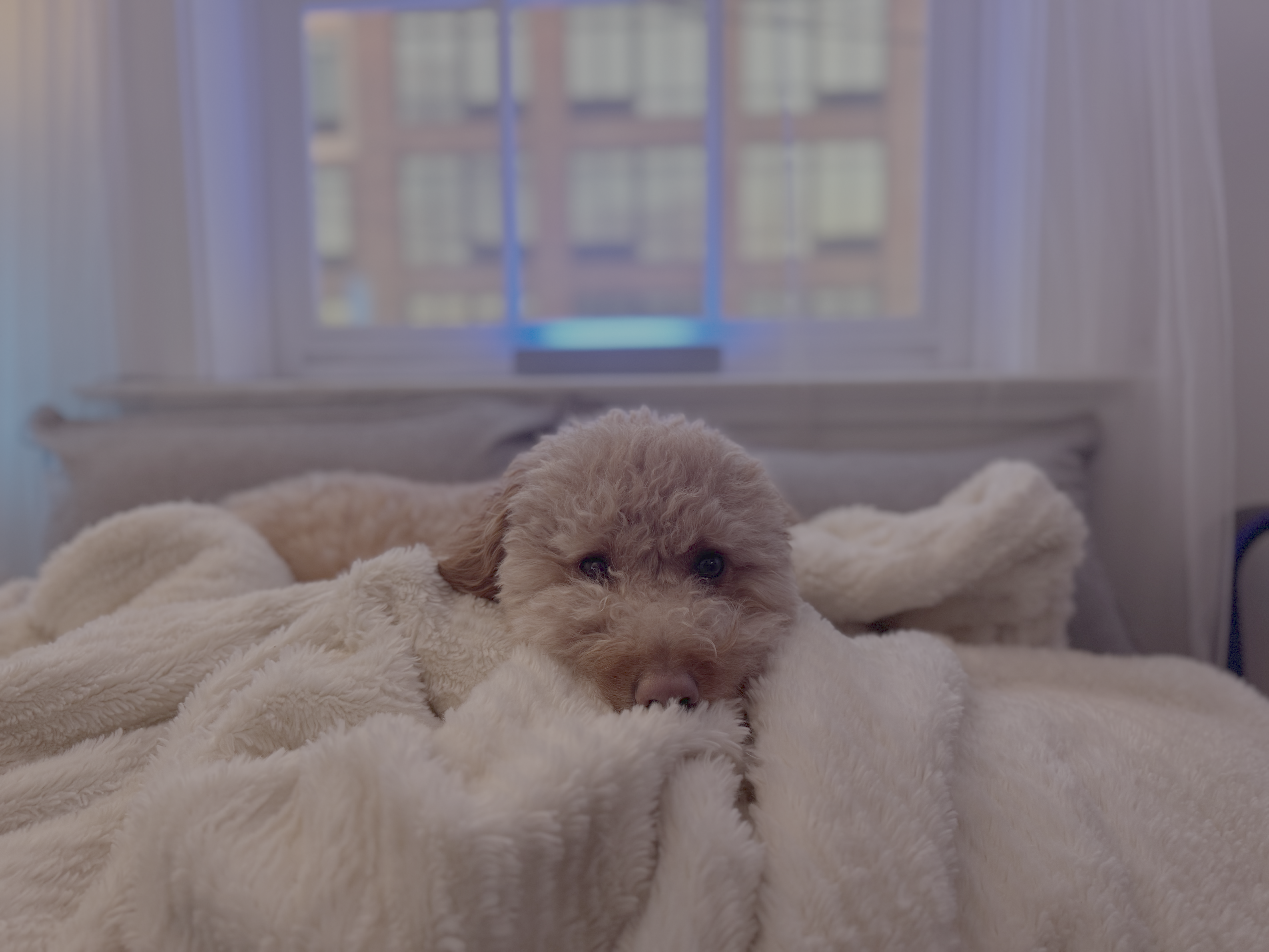 Skippy, The Hive's Chief Comfort Officer